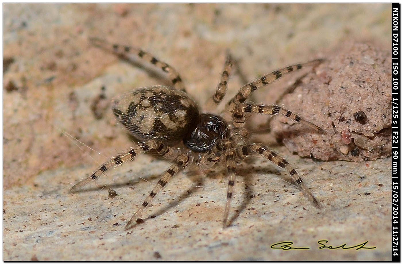 Oecobius maculatus ♂ da Alghero (SS)